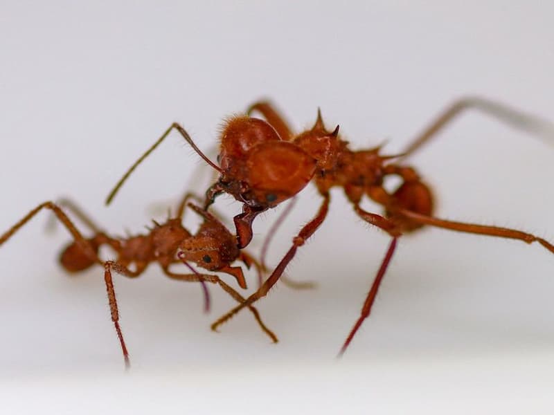 مكافحة الحشرات النمل في الشرفات